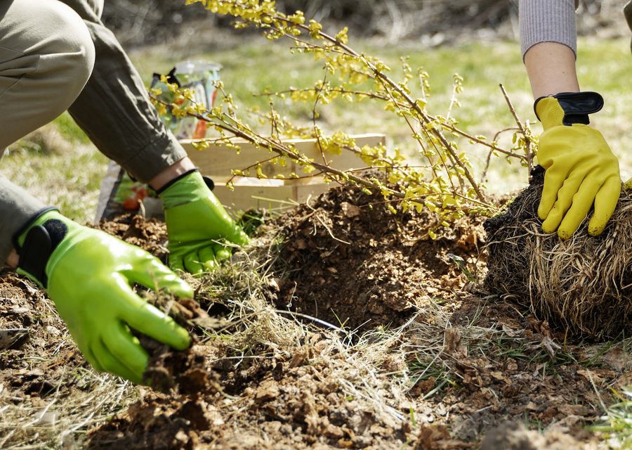 Tree removal work by Delbert's Lawn & Tree Services in Fulton, PA