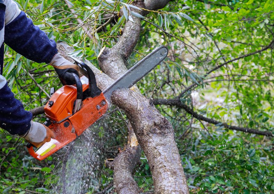 Tree removal work by Grizzly Tree Service in Etowah, NC