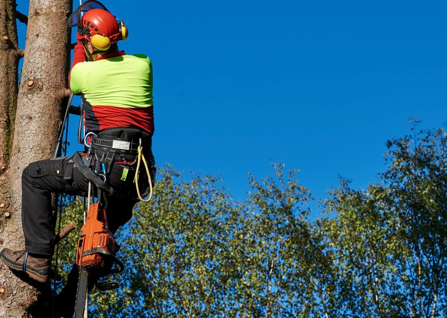 Tree removal work by Shamrock Tree Company in Crestwood, IL