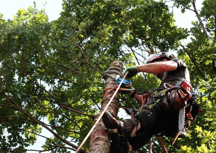 Tree removal work by Timber Wood Tree Service in Lisle, IL