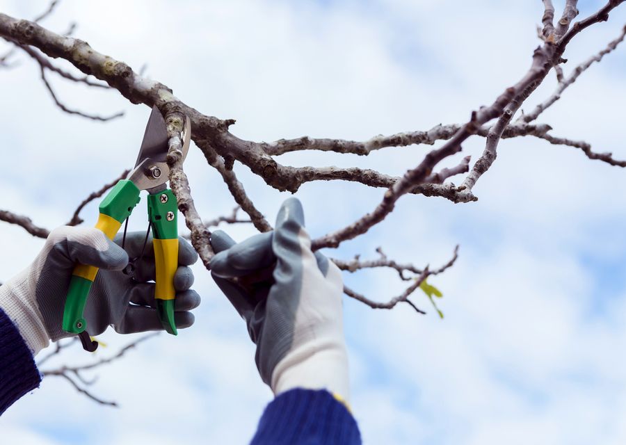 Tree removal work by Bunker Hill Tree Service in Cedar Lake, IN