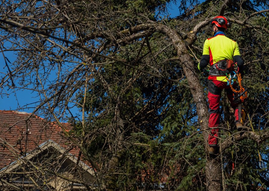 Tree removal work by Maloney Tree Care, LLC in Pitcairn, PA