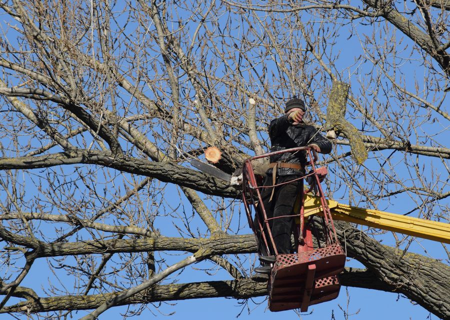 Tree removal work by RB Tree Service in Glenview, IL