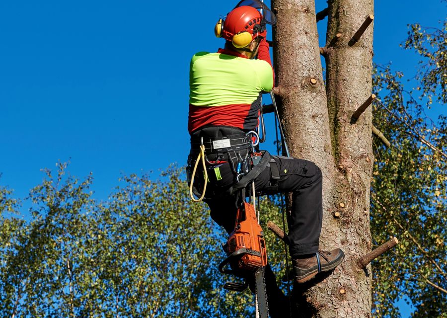 Tree removal work by Carle Place Tree Service in Winter Springs, FL