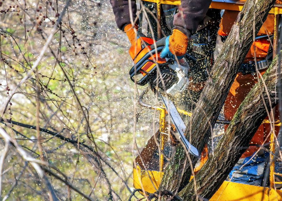 Tree removal work by Tree Of Life Trimming Services in Bertram, TX