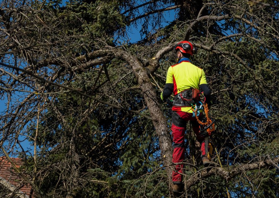 Tree removal work by AMG Lawn & Tree Services Inc in Villa Park, CA