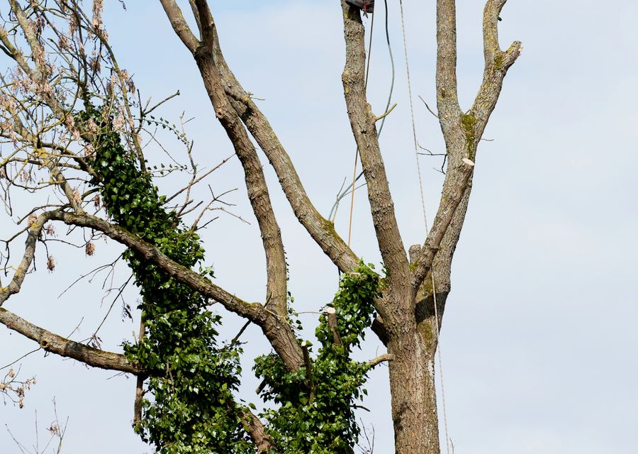 Tree removal work by Tree Removal in Berkeley, IL