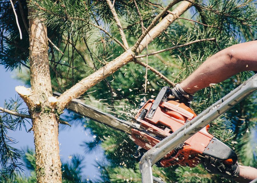 Tree removal work by Colorado Land & Tree LLC in Upper Dublin, PA