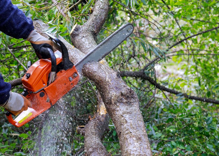 Tree removal work by Sam's Tree Service in Hardeeville, SC
