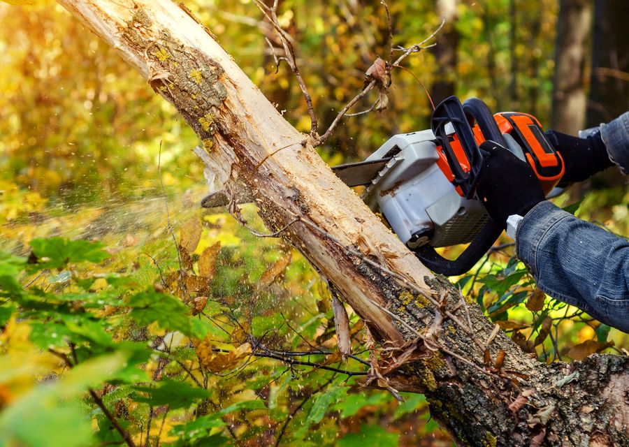 Tree removal work by Martinsen Tree Service in Hoffman Estates, IL