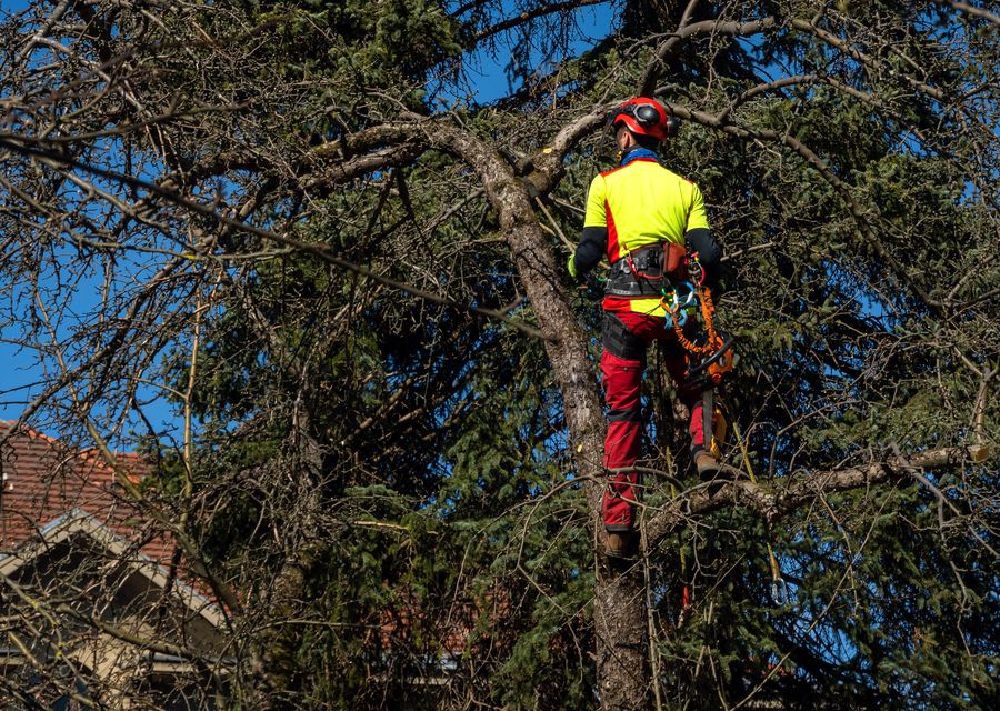 Tree removal work by Chris's Lawn Service LLC in DeLand, FL