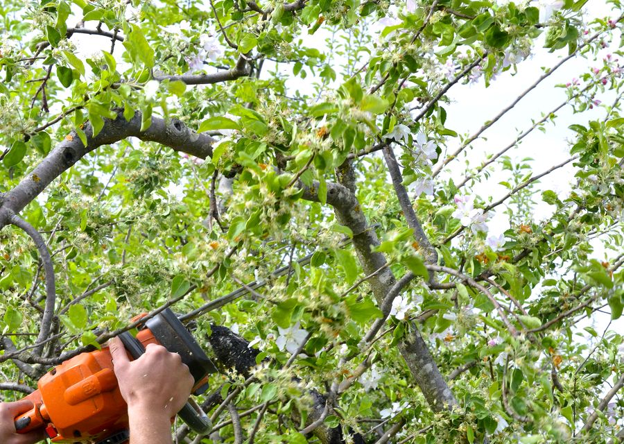 Tree removal work by Arborist Now in North Union, PA