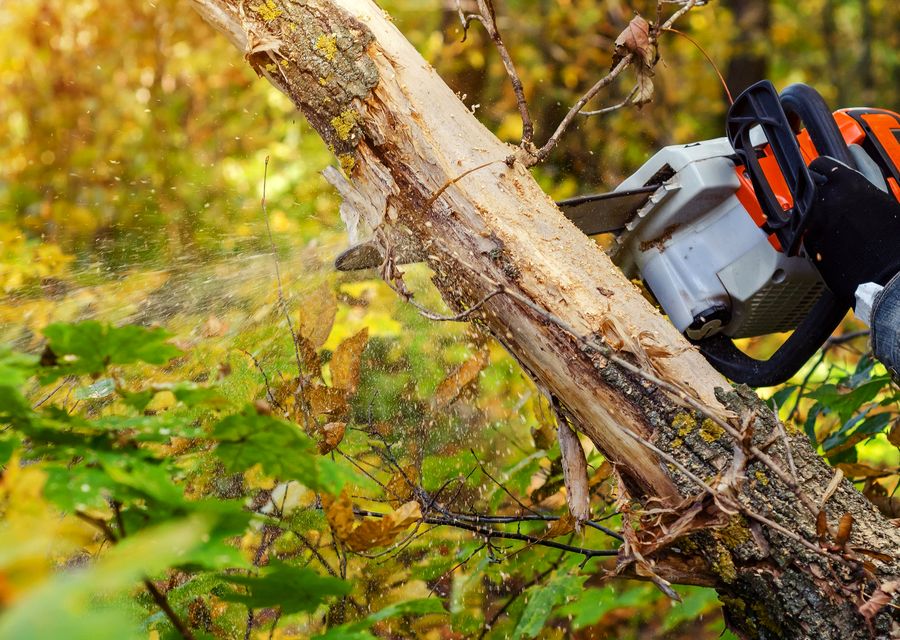 Tree removal work by JNP Tree Removal LLC in Oak Brook, IL