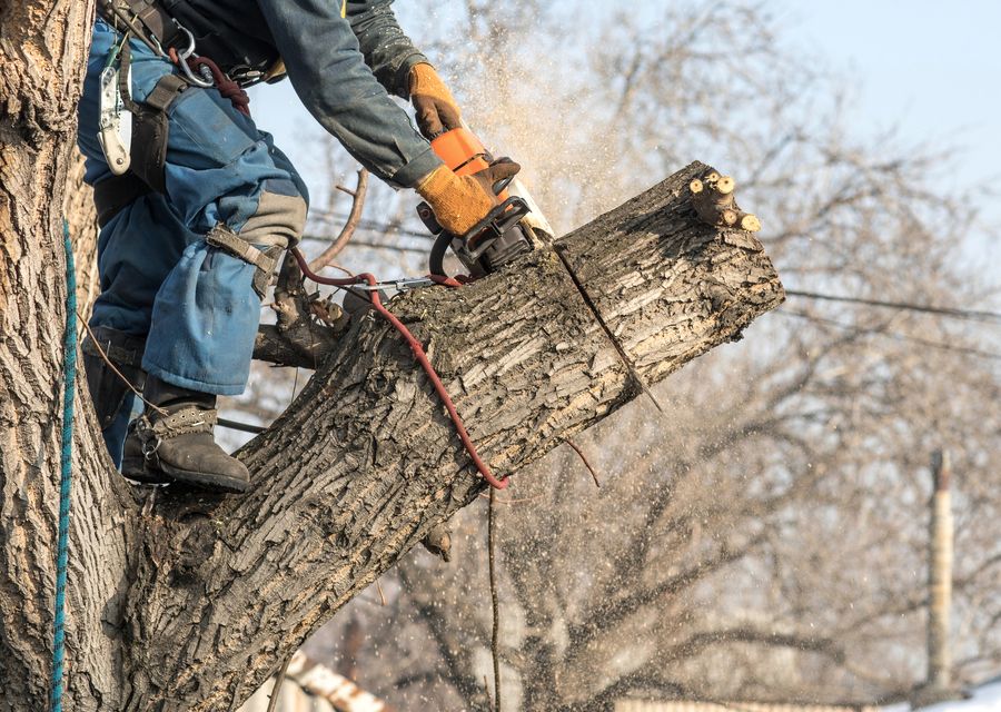 Tree removal work by Island Greenery Landscape in Oakwood, GA