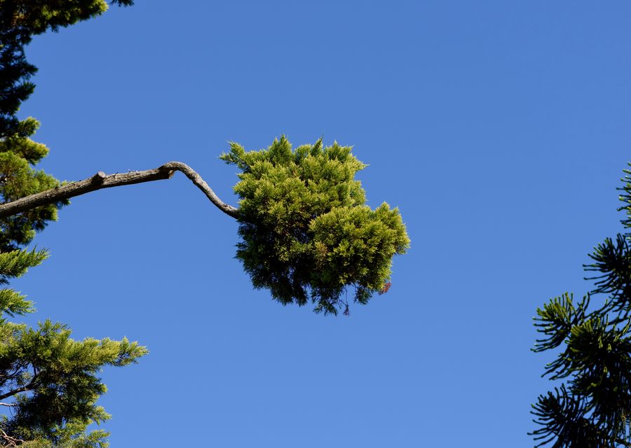 Tree removal work by Long Tree & Landscape Service, Inc. in Antioch, IL