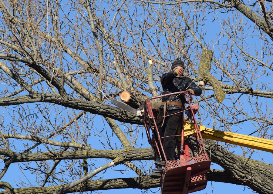 Tree removal work by Leo's Tree Service in Marshall, NC
