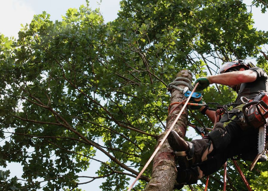 Tree removal work by SteelBranch Tree service in Plainfield, IL