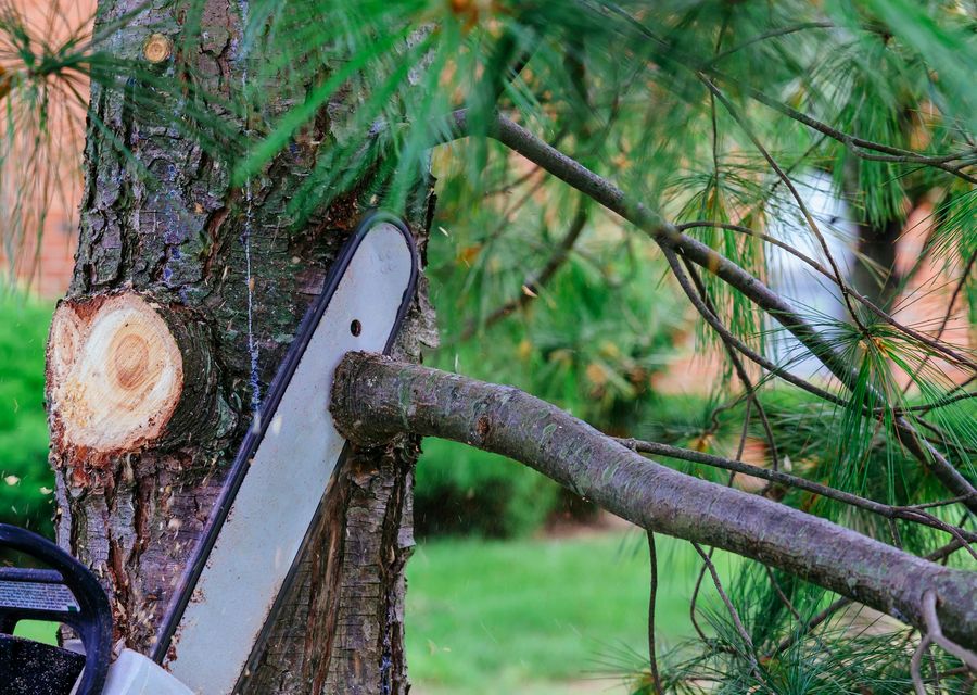Tree removal work by Tree & Land Masters LLC in East Drumore, PA