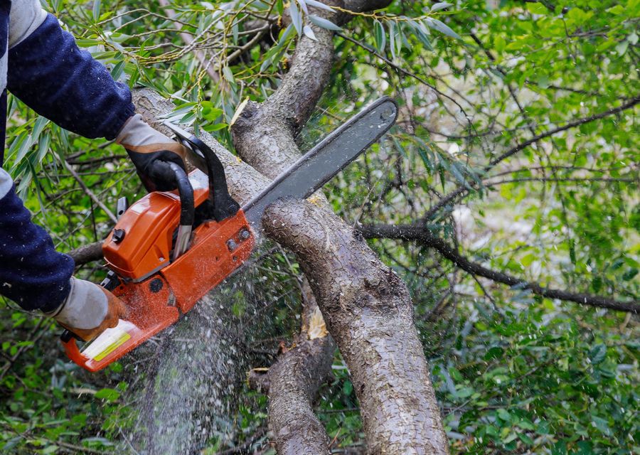 Tree removal work by First Choice Tree Service Corp in Gainesville, GA