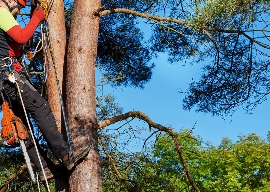 Tree removal work by J.B'S Tree Service in Stone Mountain, GA