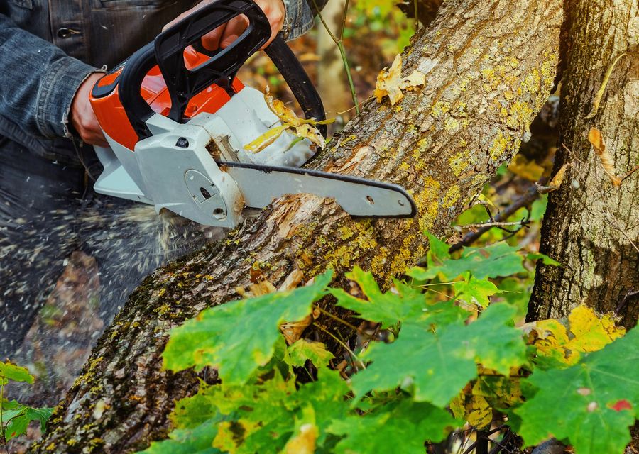 Tree removal work by Tree Ya Later in Coatesville, PA