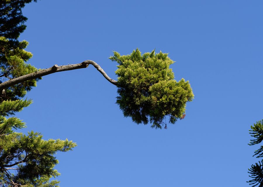Tree removal work by Harder Tree and Landscape Service in Cumming, GA