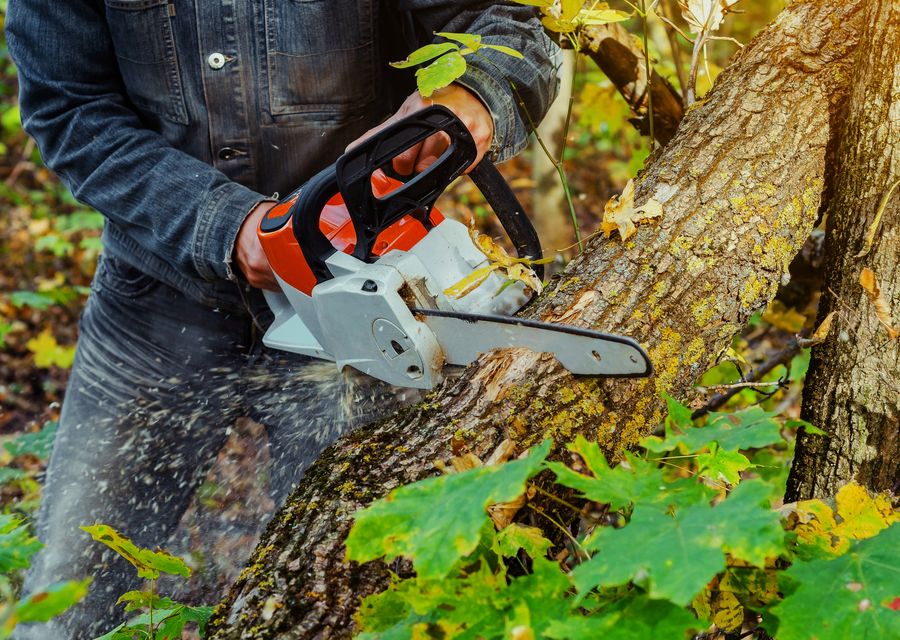 Tree removal work by Elite Tree Removal in Kittery, ME