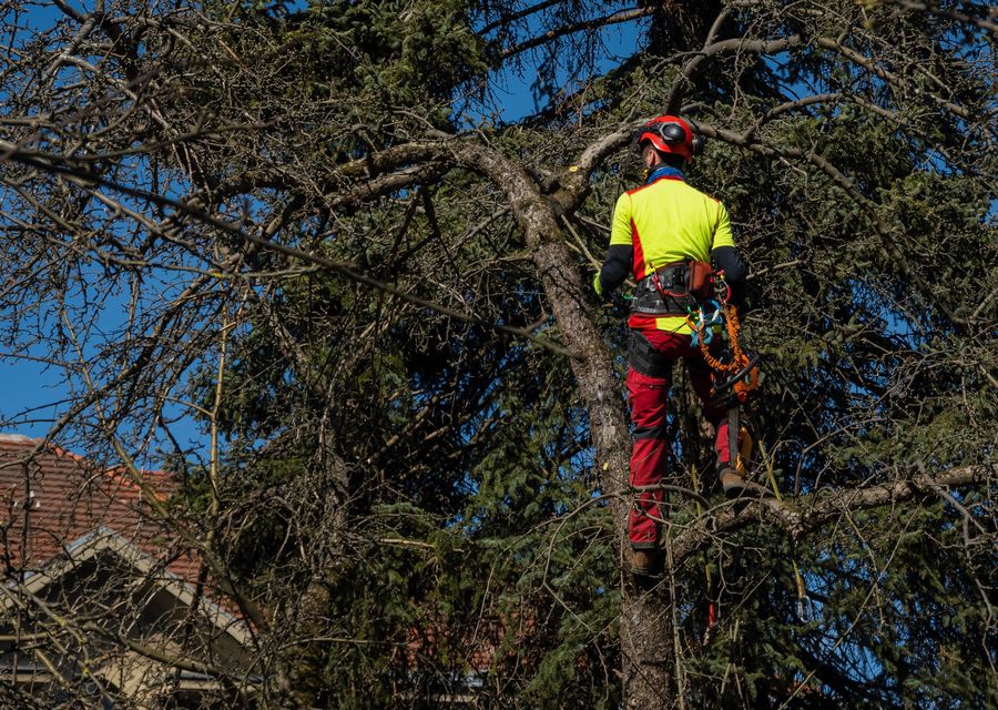 Tree removal work by Hampton Turf and Tree Care in Duluth, GA
