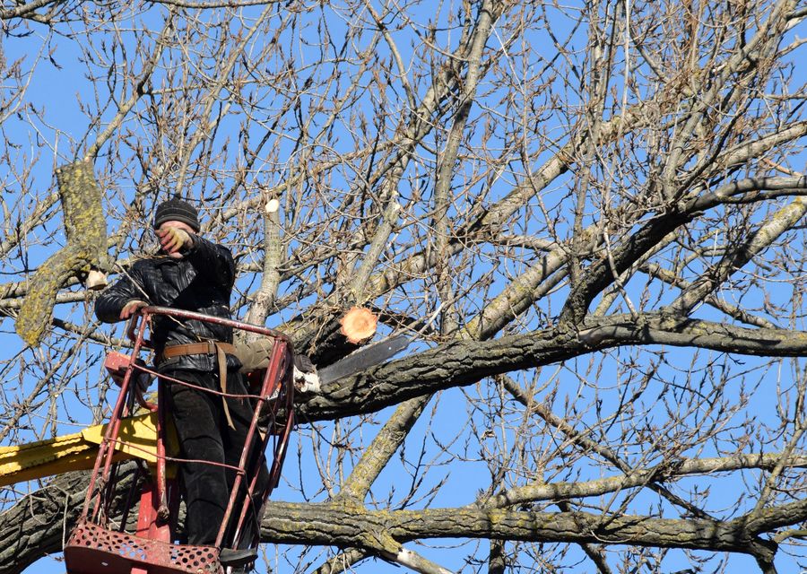 Tree removal work by Briggs Tree Service & Landscaping in Dyer, IN