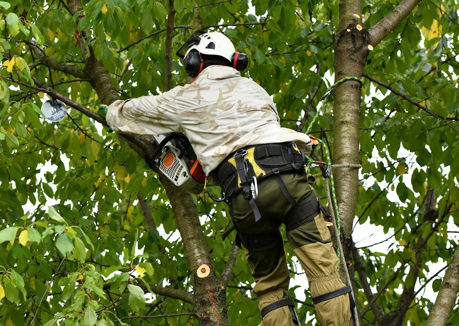 Tree removal work by All Metro Stump Removal in East Earl, PA