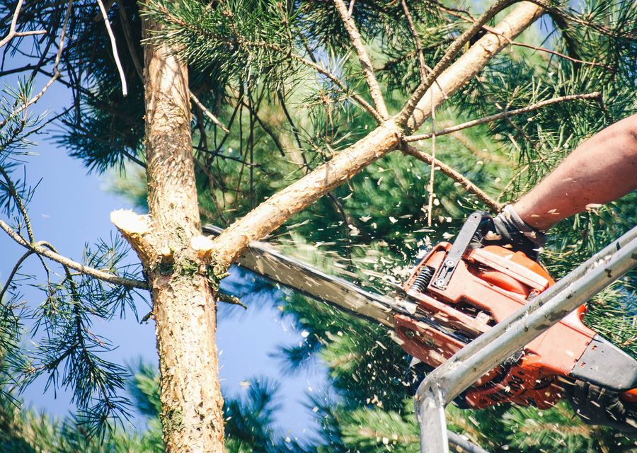 Tree removal work by Mike's Tree Service in Pennsburg, PA