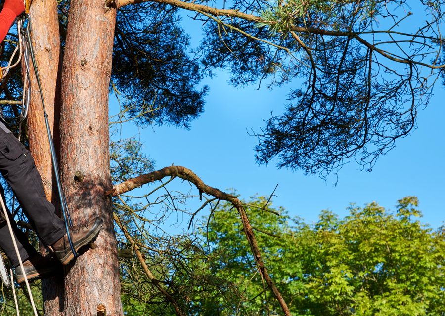 Tree removal work by Riverhead Tree Service Masters in Blue Island, IL
