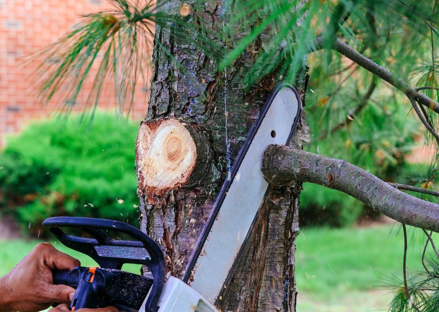 Tree removal work by TerraPro Stump Grinding in Liberty Hill, TX