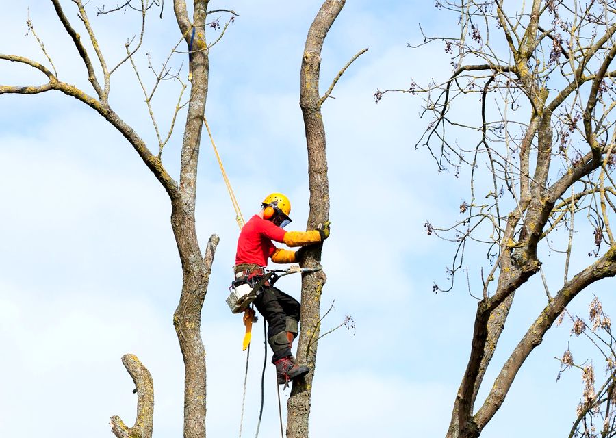Tree removal work by Chop & Chip Tree Service LLC in Valparaiso, IN