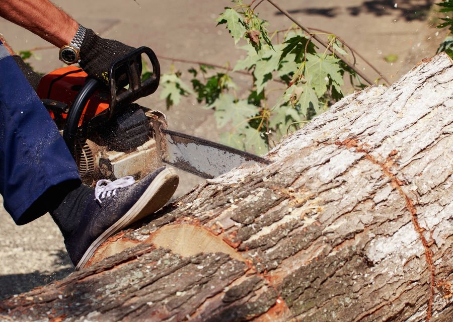 Tree removal work by Complete Tree Care in Hatboro, PA