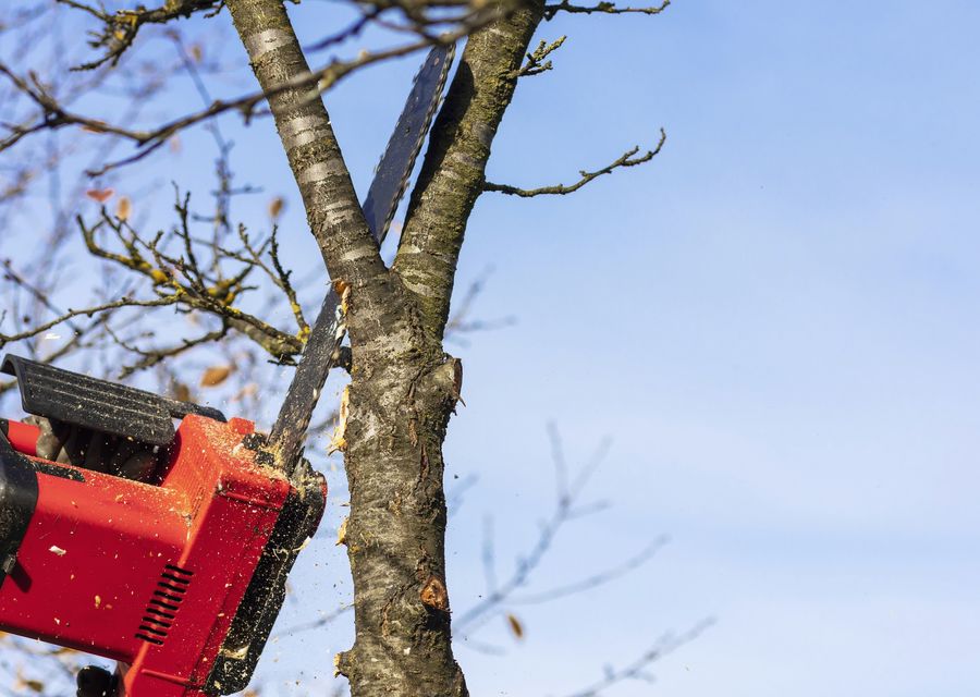 Tree removal work by I.F Tree Services in Brothersvalley, PA