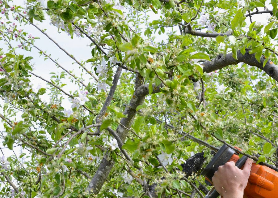 Tree removal work by Ben's Tree Service LLC in Casselberry, FL