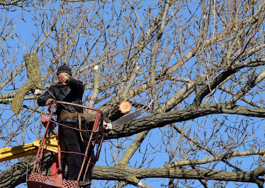 Tree removal work by Limbotomy Tree Service in West Hempfield, PA
