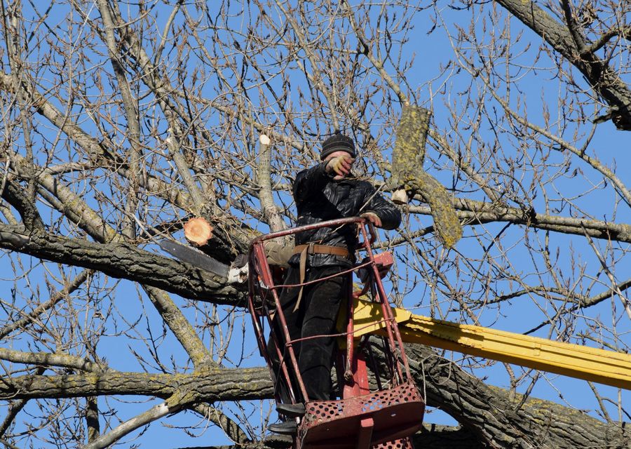 Tree removal work by Lion Tree Service INC in Northbrook, IL