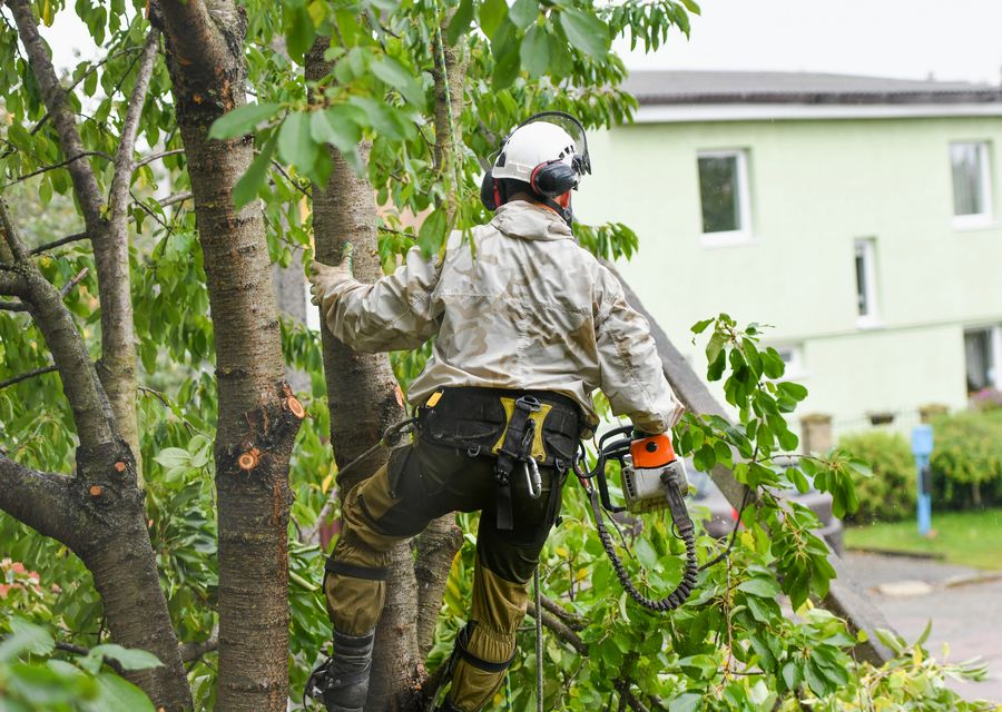 Tree removal work by SH General Landscapes LLC in Montgomery, PA