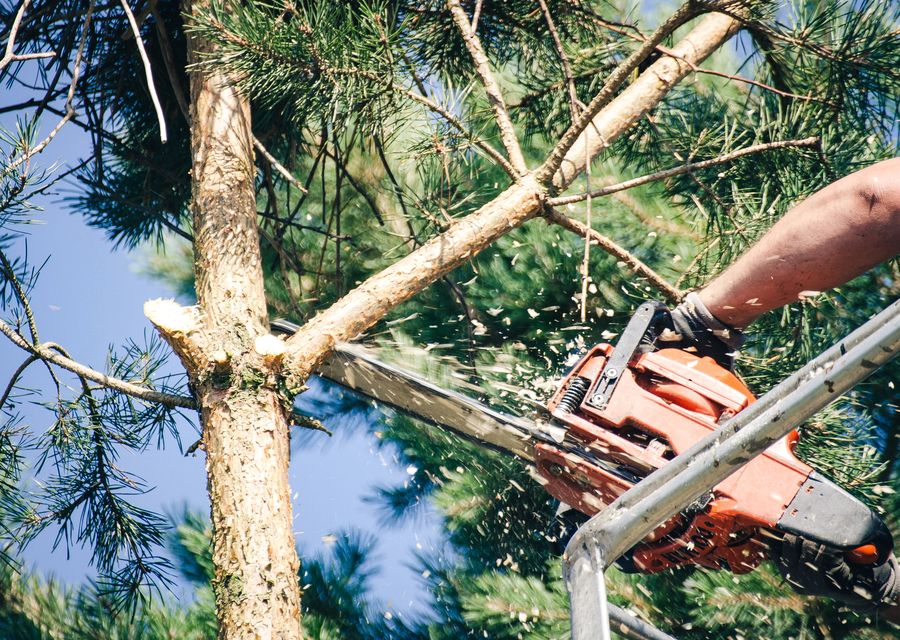 Tree removal work by Clover Tree Service Corp in White Oak, PA