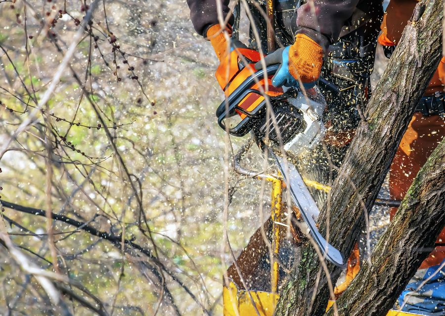 Tree removal work by Fritz's Tree Service in Belmont, NC