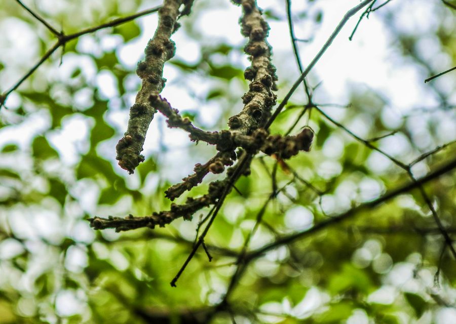 Tree removal work by Francis Tree Service LLC in Hendersonville, NC