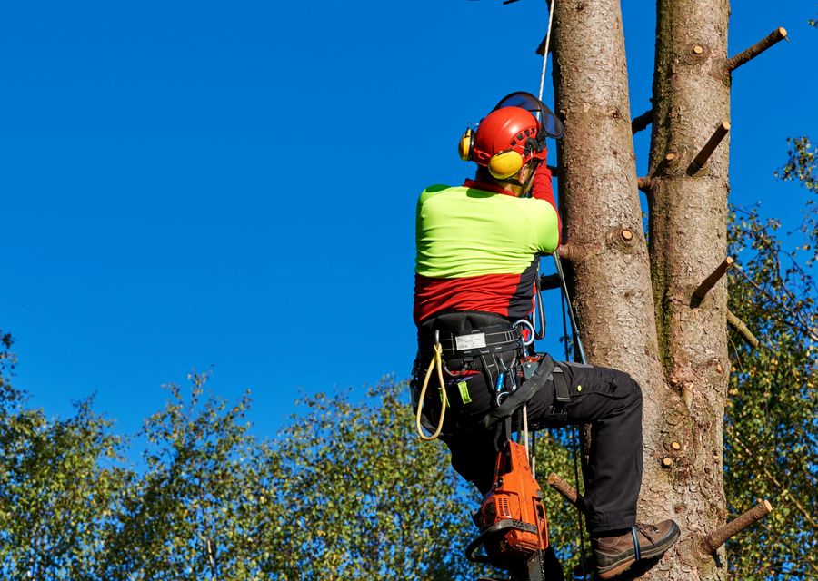 Tree removal work by New Leaf Tree Service in Red Hill, PA