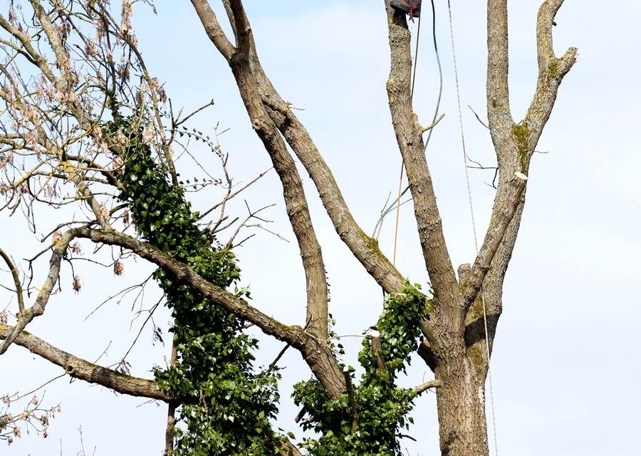 Tree removal work by Willco Tree LLC in Greensboro, VT