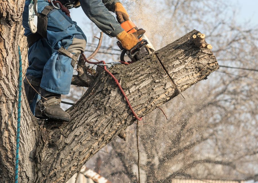 Tree removal work by Bumblebee Tree Service & Landscape LLC in East Chicago, IN