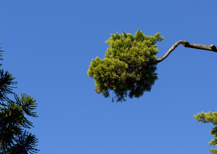 Tree removal work by Manny's Landscaping Corp. in Bartlett, IL