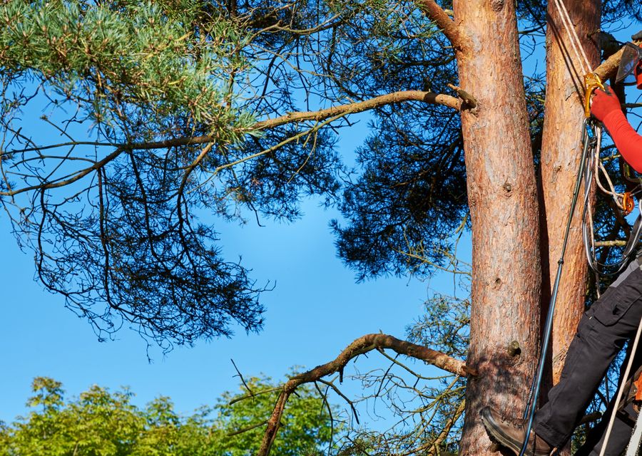 Tree removal work by Quality Pro Tree Service & Removal in Des Plaines, IL