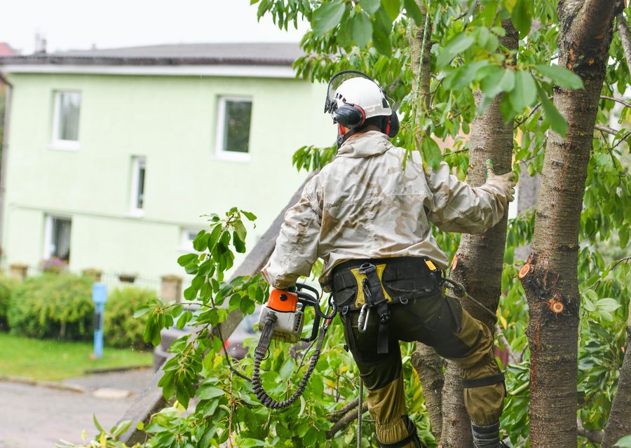 Tree removal work by Preservation Tree Care Inc in Clover, SC