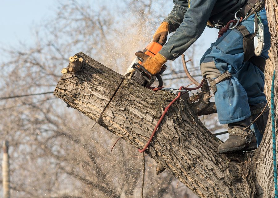 Tree removal work by Bergenfield Tree Service in Justice, IL